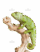 demo-attachment-1178-graceful-chameleon-PEWXWX6-2