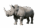 demo-attachment-757-rhinoceros-PX4THQT